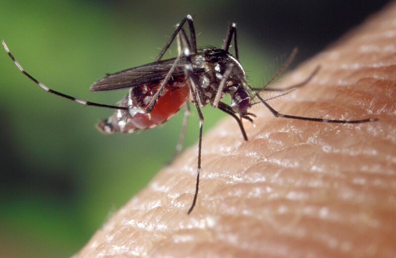 File:Aedes albopictus on human skin.jpg