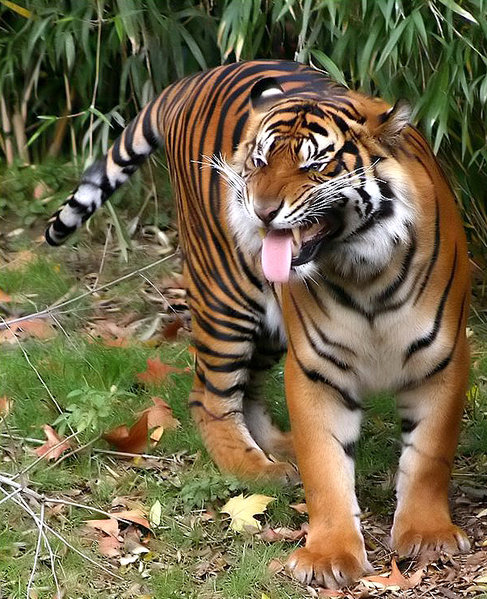 File:Tiger.jpg