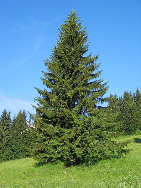 File:Picea abies1.jpg