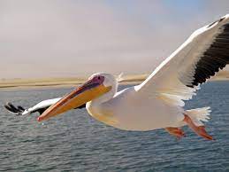 File:Pelican.jpg