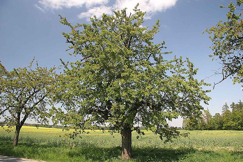 File:Prunus avium.jpg