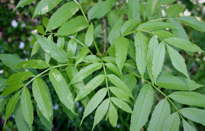 File:Fraxinus-excelsior-male-leaves.JPG