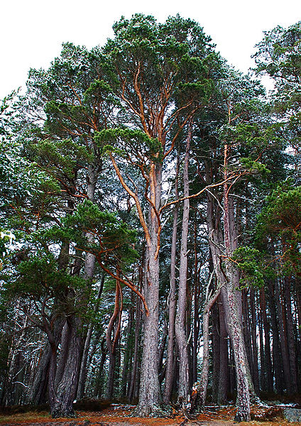 File:Pinus sylvestris Nethybridge.jpg