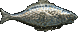 Silver fish crop.png