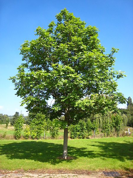 File:Fraxinus excelsior tree.jpg