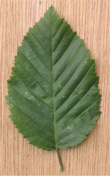 File:Haagbeuk dubbelgezaagd blad Carpinus betulus.jpg