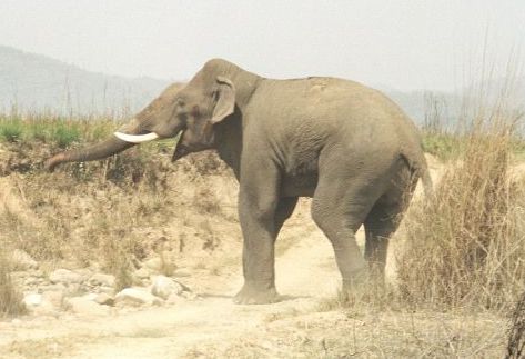File:Asian Elephant in Corbett National Park.jpg