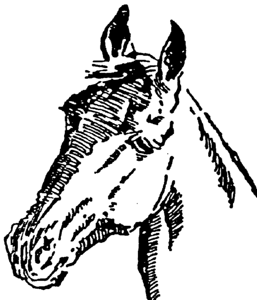 File:Cheval.png