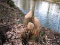 arbre rongé par des castors au bord de l'Areuse en Suisse