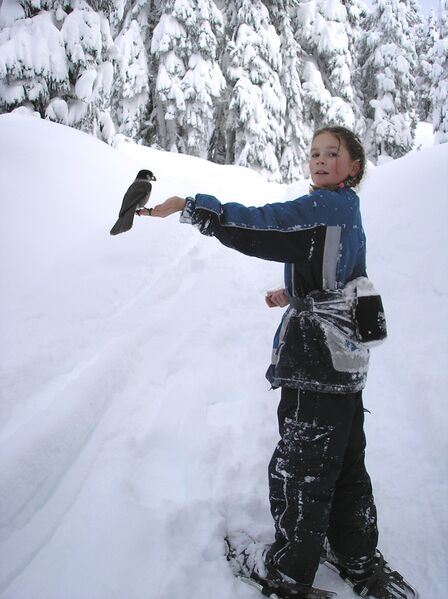 File:Snowshoer with perching bird.jpg