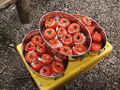 Tomates farcies au thon.jpg